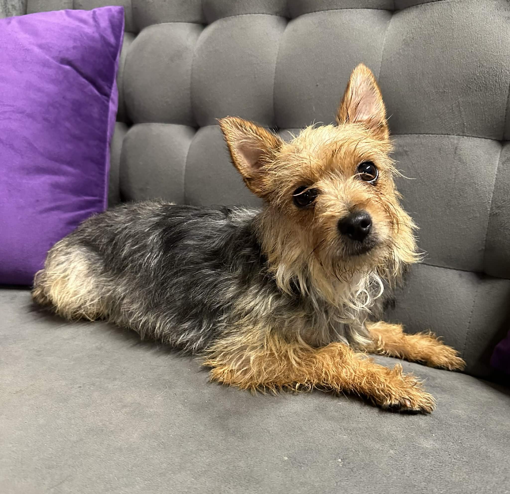 Enlarge Roxbury, a Adoptable Yorkshire Terrier in Hartland, WI image 4/5