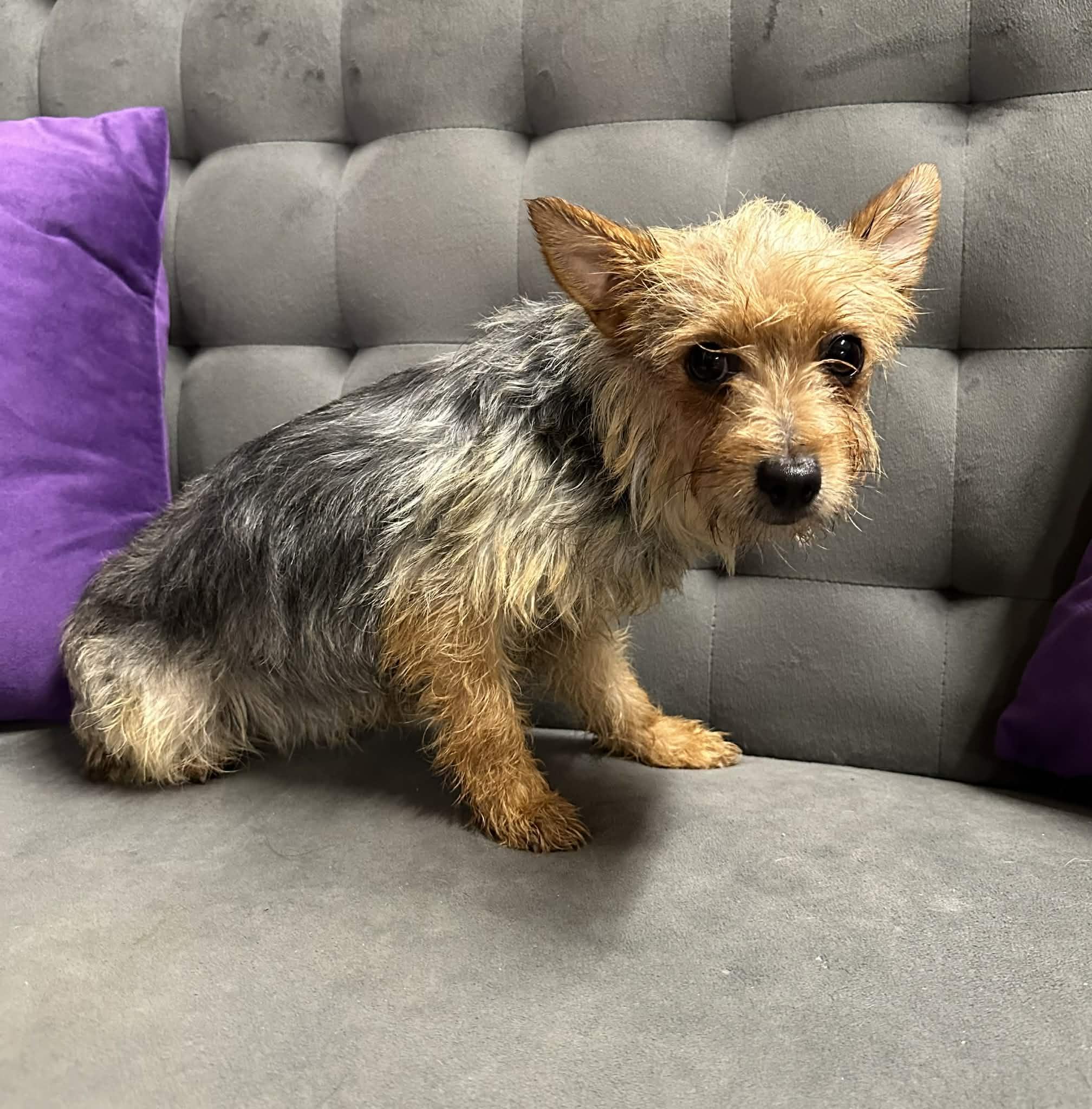 Roxbury-Foster Home Needed