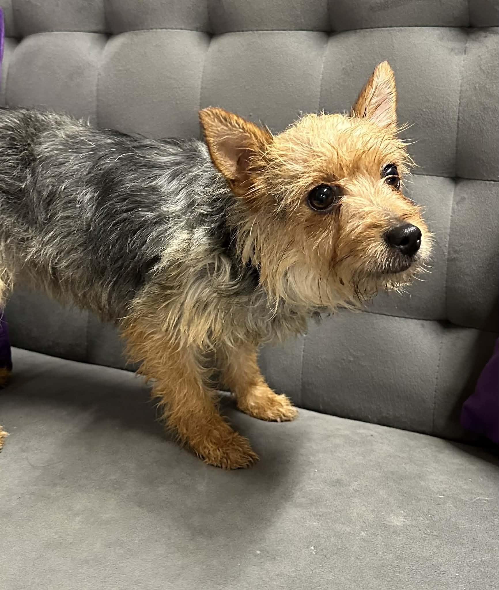 Roxbury-Foster Home Needed