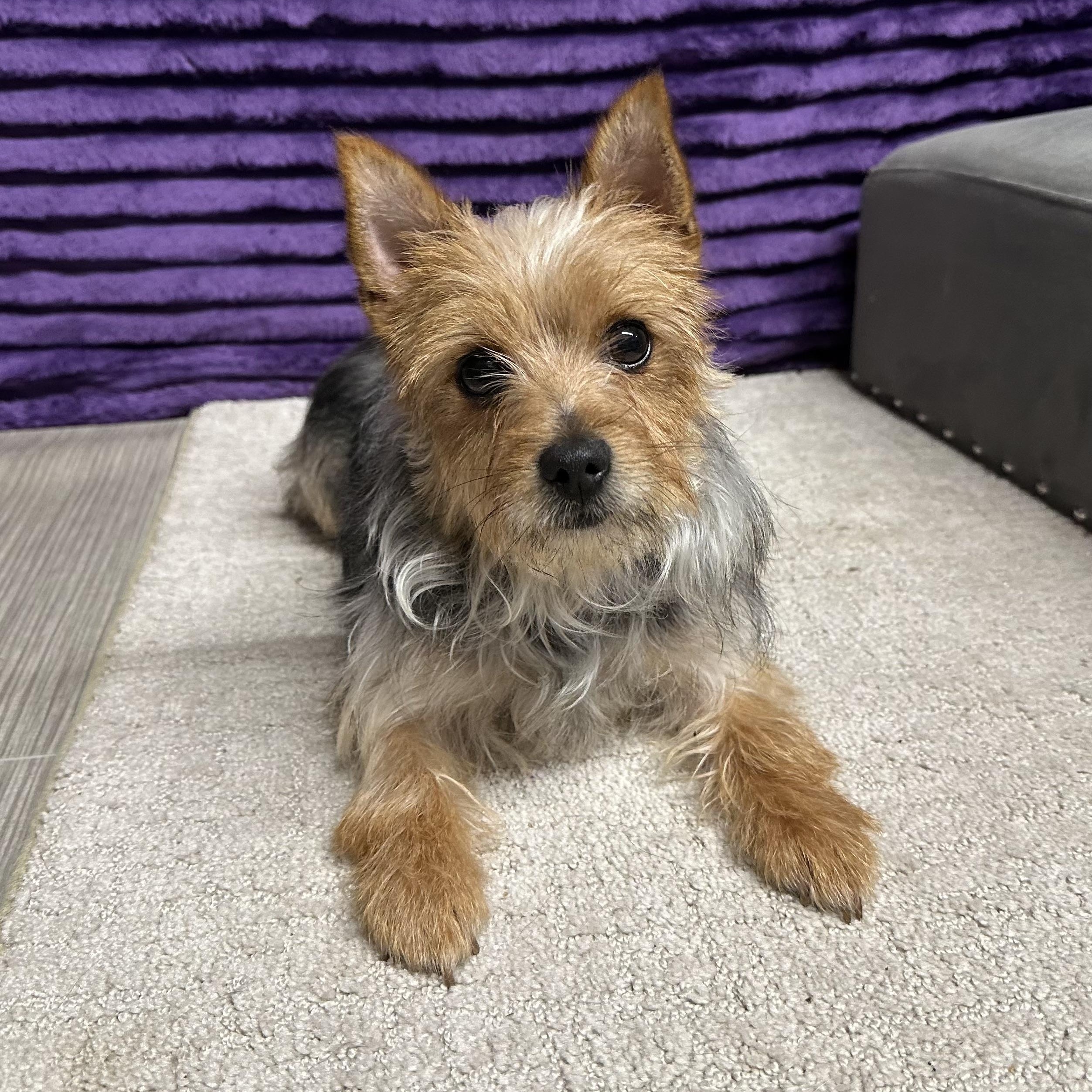 Enlarge Roxbury, a Adoptable Yorkshire Terrier in Hartland, WI image 2/6