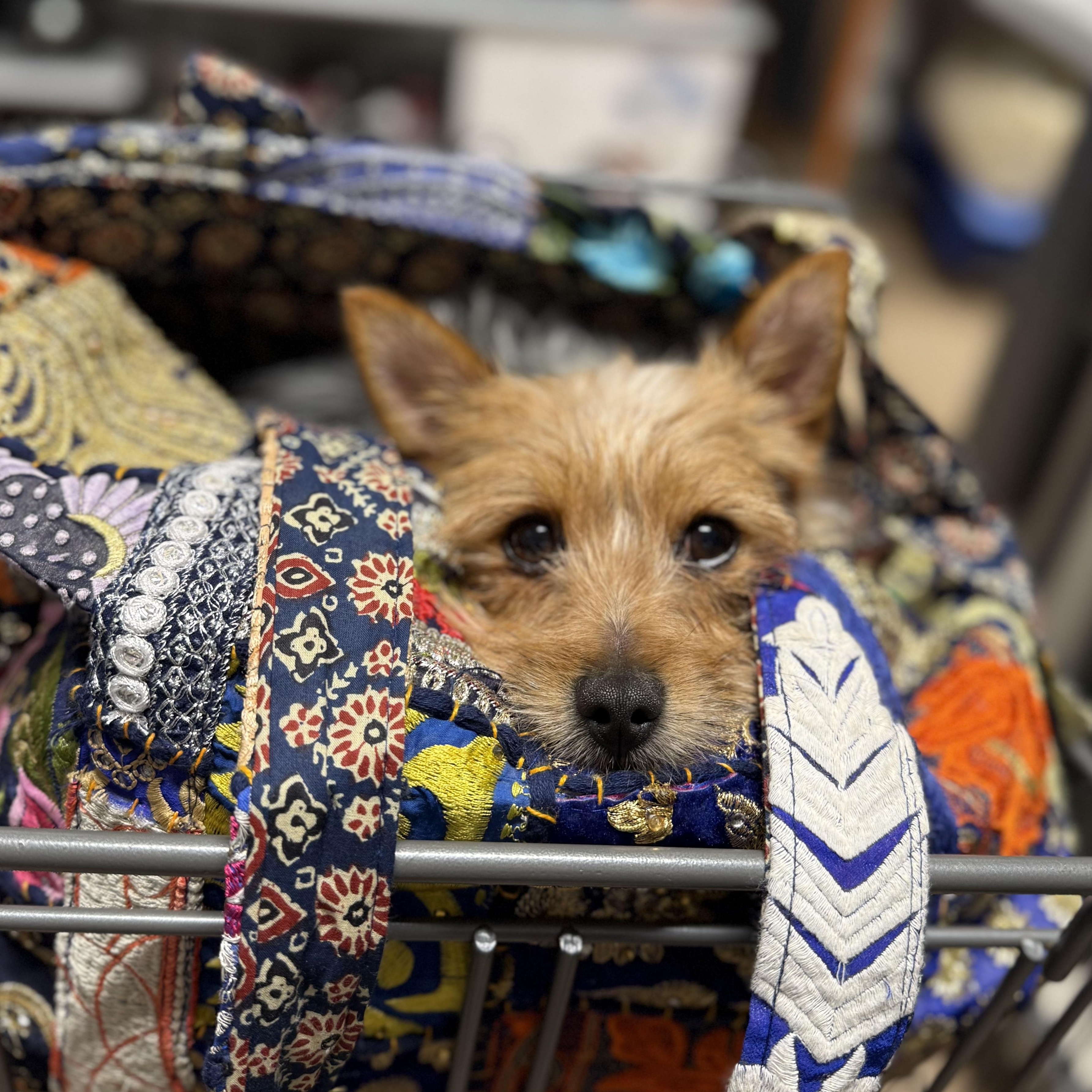 Enlarge Roxbury, a Adoptable Yorkshire Terrier in Hartland, WI image 4/6