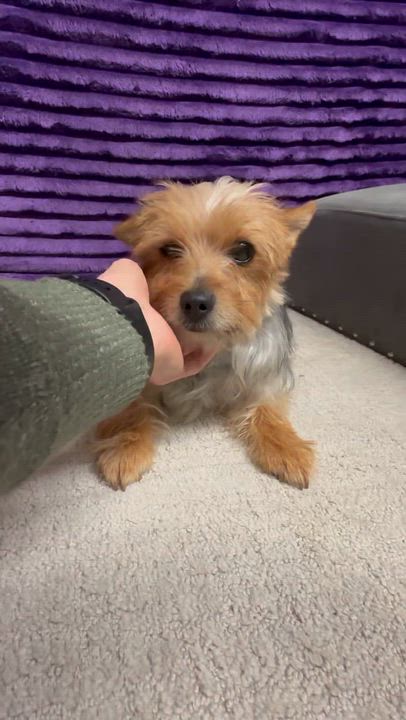 Enlarge Roxbury, a Adoptable Yorkshire Terrier in Hartland, WI video 6/6