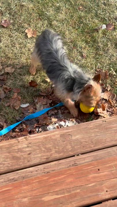Enlarge Roxbury, a Adoptable Yorkshire Terrier in Hartland, WI video 5/5