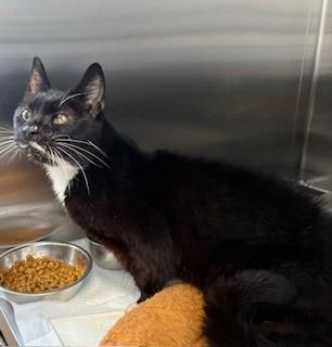 Enlarge CUPCAKE, a Adoptable Domestic Short Hair in Lodi, CA image 1/1