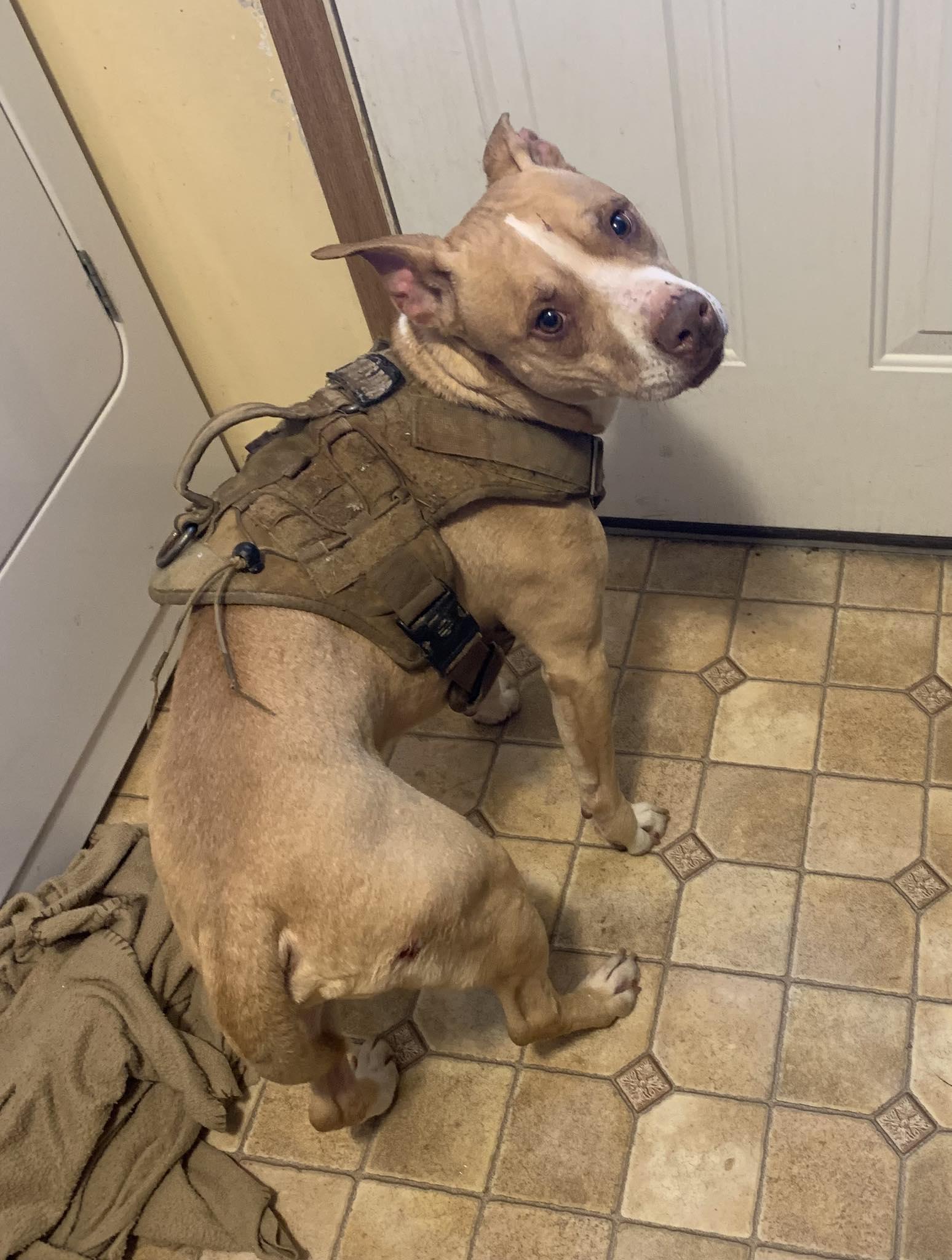 Enlarge Merlot (Neutered) (In Foster to Adopt), an adopted mixed breed in Marietta, OH image 1/2