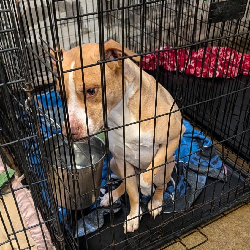 Enlarge Merlot (Neutered) (In Foster to Adopt), an adopted mixed breed in Marietta, OH image 2/2