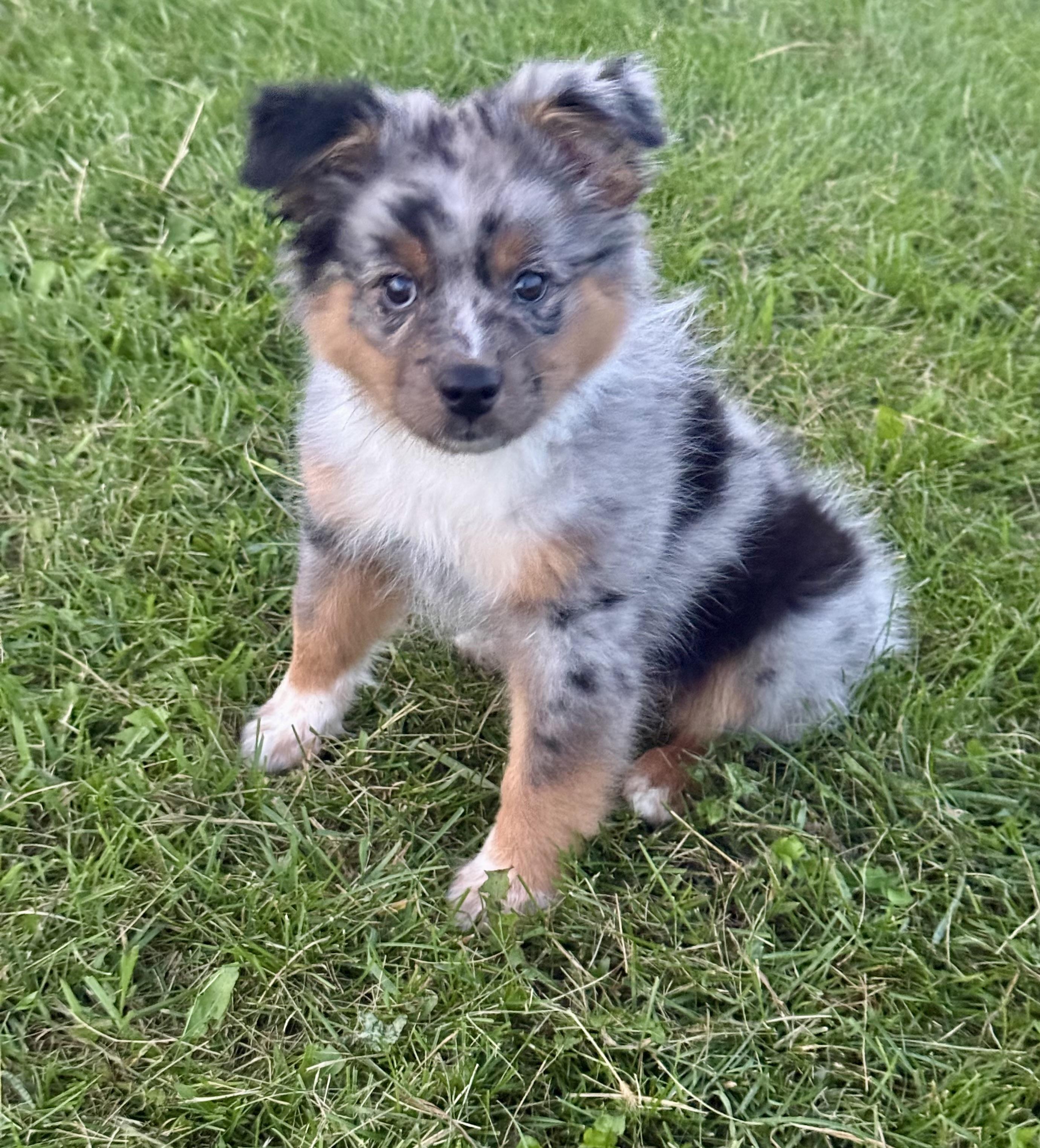 Enlarge Dahlia, a Adopted mixed breed in Hustisford , WI image 2/4