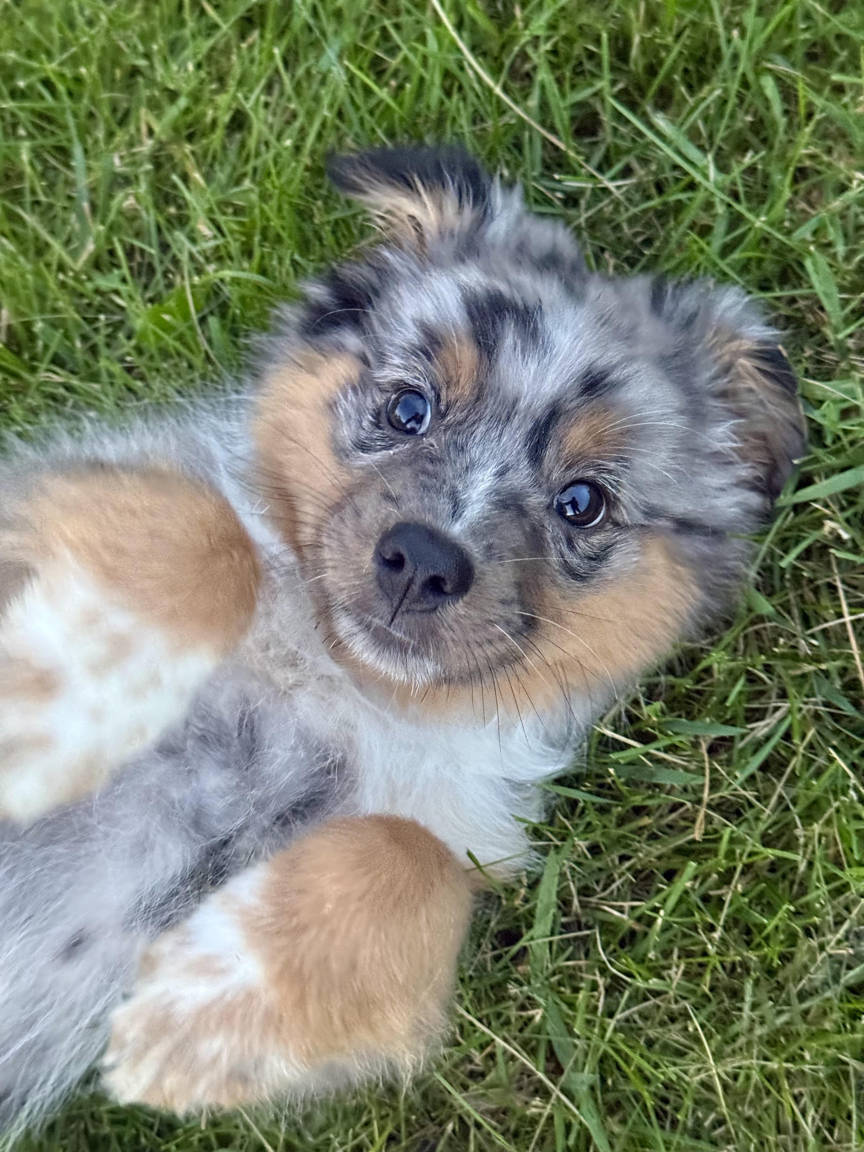 Dahlia, Adopted, Puppy Female Australian Shepherd.