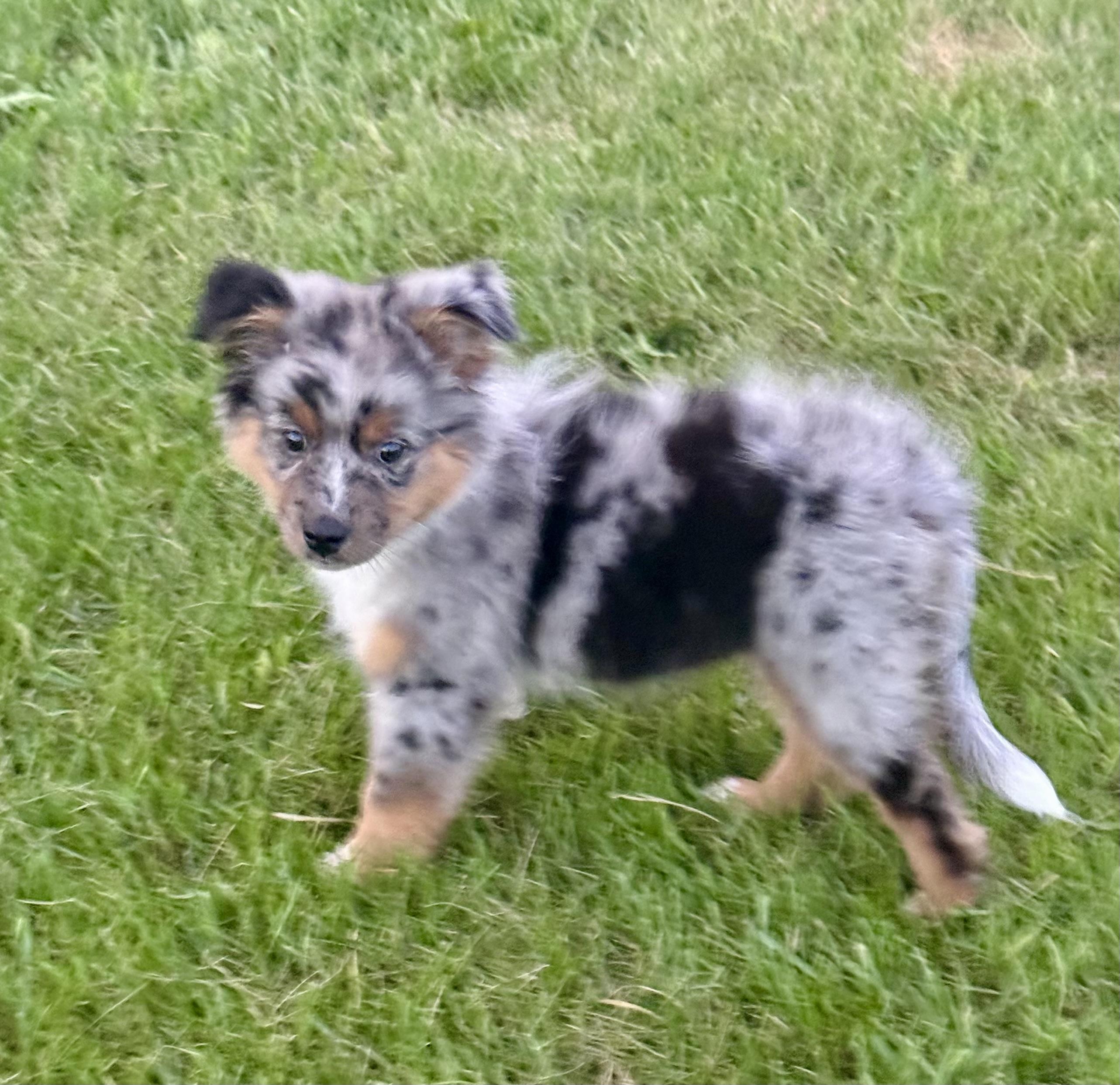 Enlarge Dahlia, a Adopted mixed breed in Hustisford , WI image 3/4