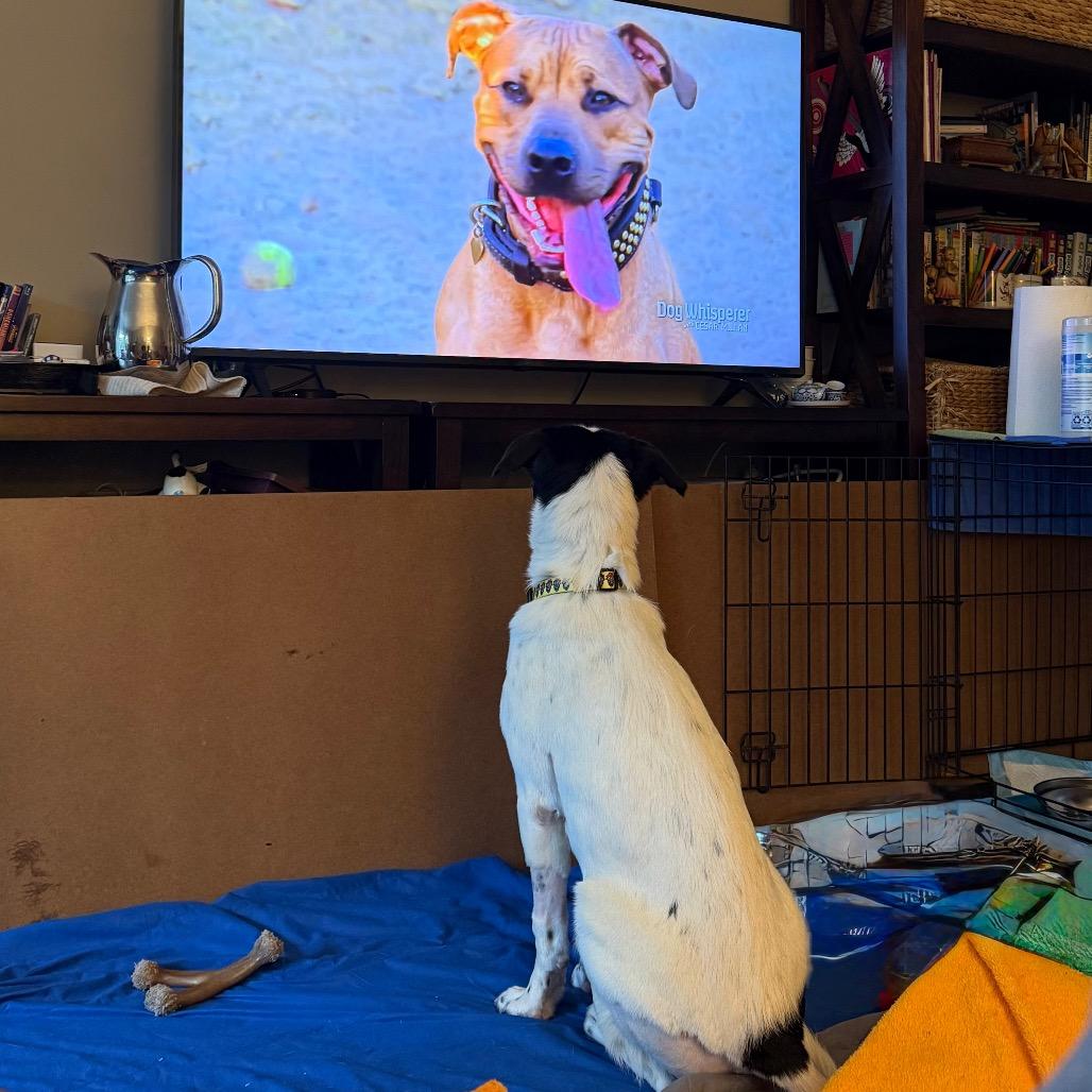 Enlarge Zoey, a Adoptable mixed breed in Fairfax, VA image 1/5