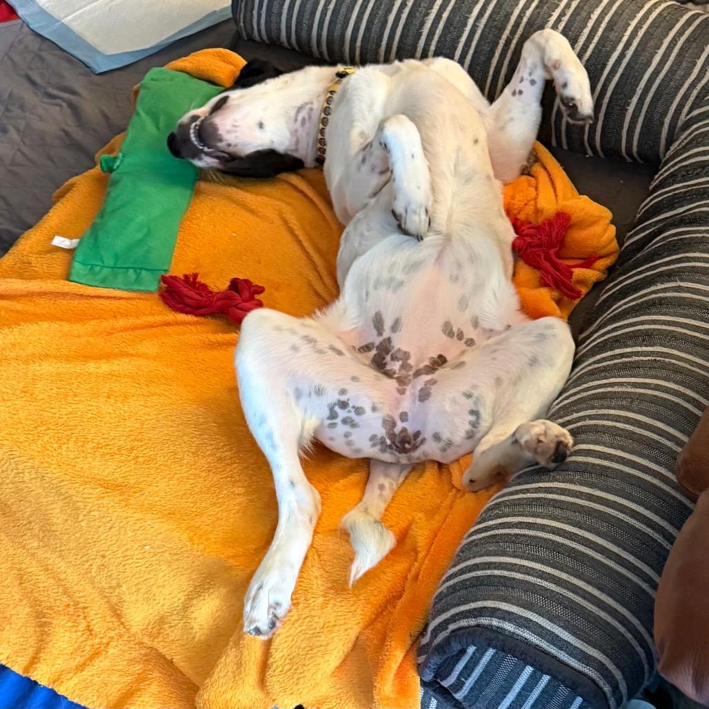 Enlarge Zoey, a Adoptable mixed breed in Fairfax, VA image 2/5