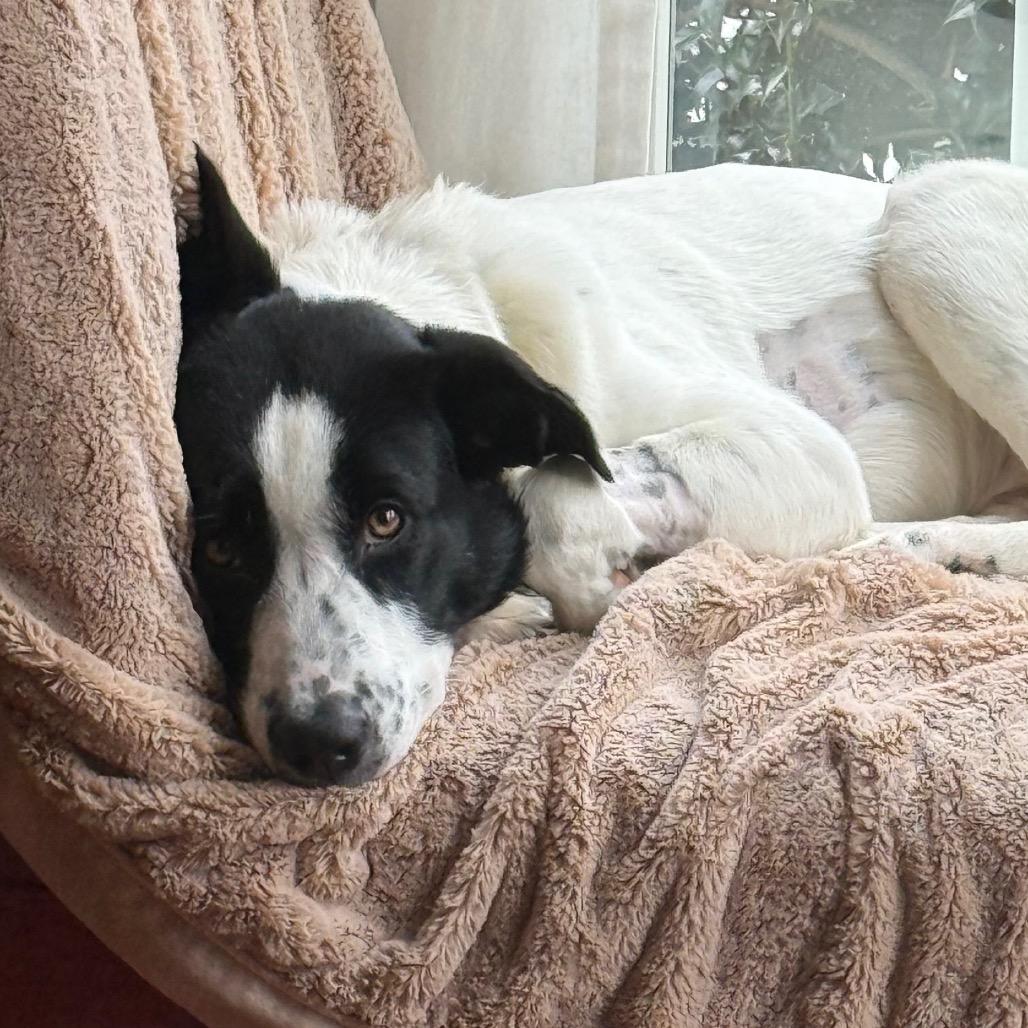 Enlarge Zoey, a Adoptable mixed breed in Fairfax, VA image 3/5