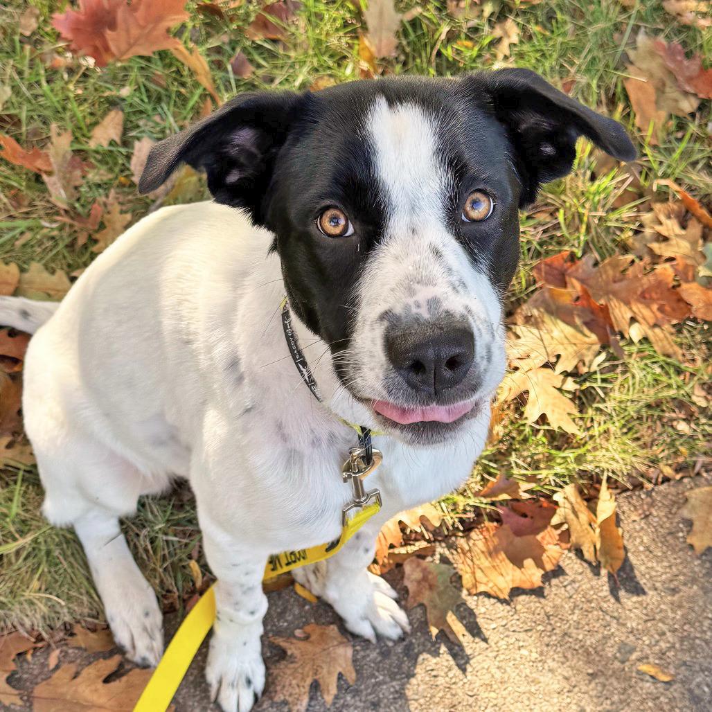 Enlarge Zoey, a Adoptable mixed breed in Fairfax, VA image 4/5