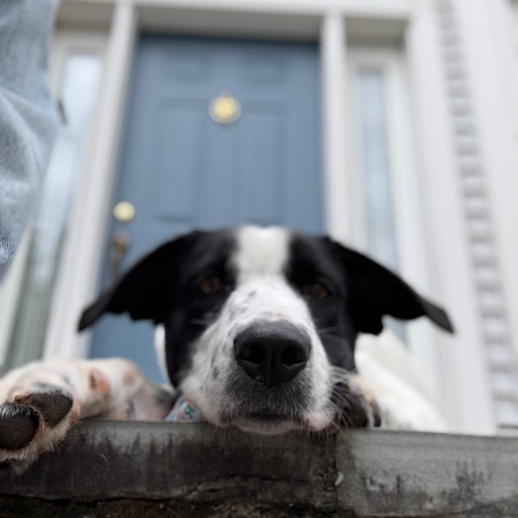 Enlarge Zoey, a Adoptable mixed breed in Fairfax, VA image 5/5