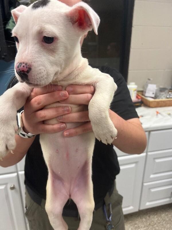 Enlarge Sandy, a Adoptable mixed breed in Supply, NC image 2/2