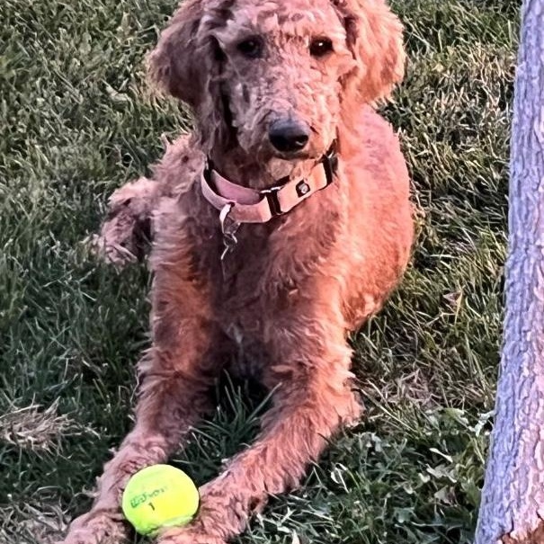 Marci, a Adopted Goldendoodle in Golden, CO image 1/3