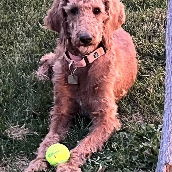 Marci, a Adopted Goldendoodle in Golden, CO image 2/3