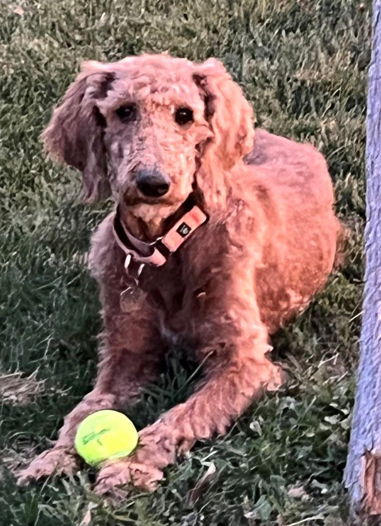 Marci, a Adopted Goldendoodle in Golden, CO image 3/3
