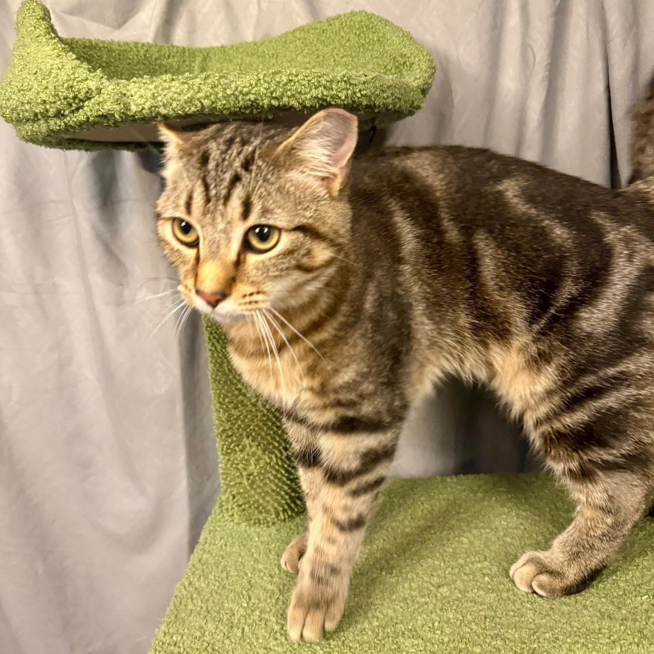 Clothesline , a ADOPTABLE Domestic Short Hair in Alexandria, IN image 5/6