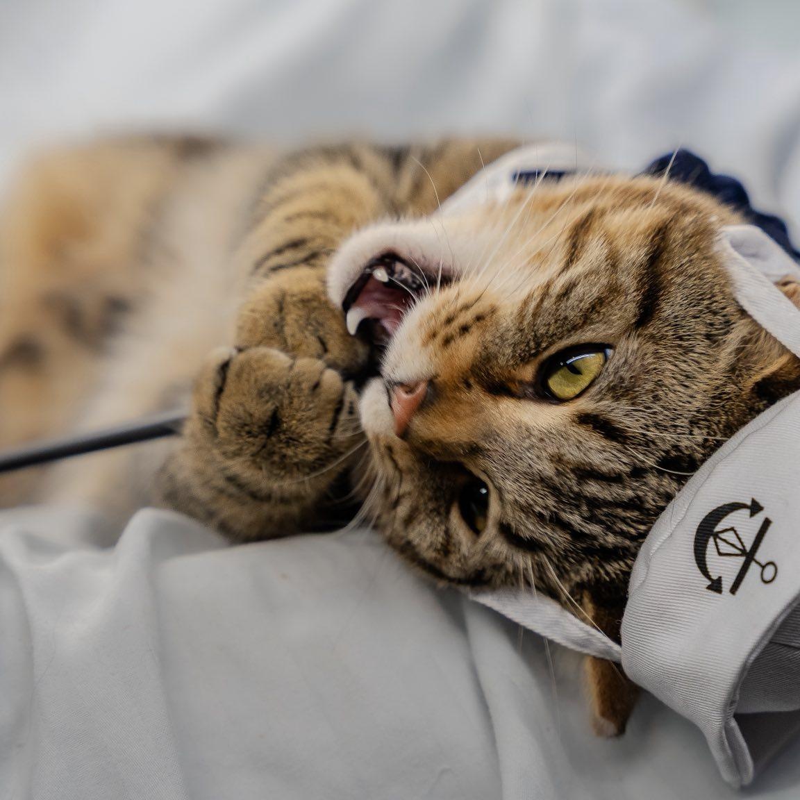 Clothesline , a ADOPTABLE Domestic Short Hair in Alexandria, IN image 1/6