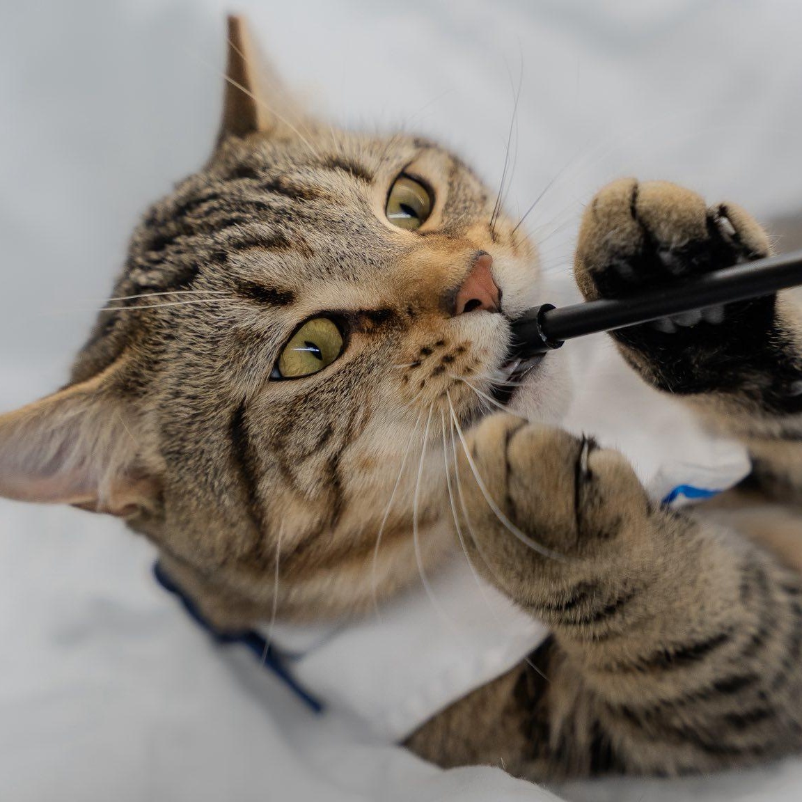 Clothesline , a ADOPTABLE Domestic Short Hair in Alexandria, IN image 2/6