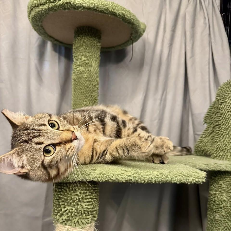 Clothesline , a ADOPTABLE Domestic Short Hair in Alexandria, IN image 6/6