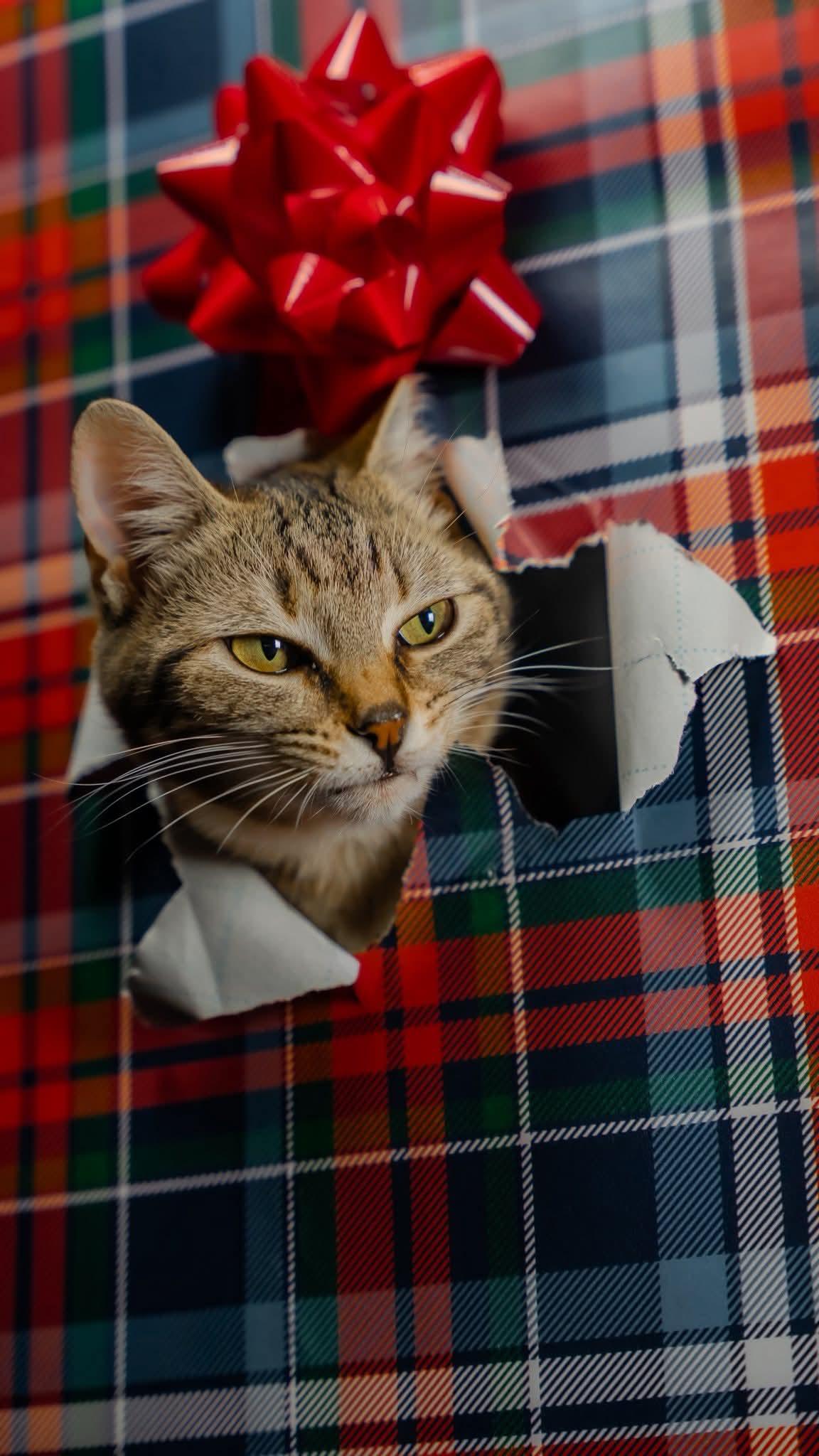 Enlarge Clothesline , a ADOPTABLE Domestic Short Hair in Alexandria, IN image 2/2