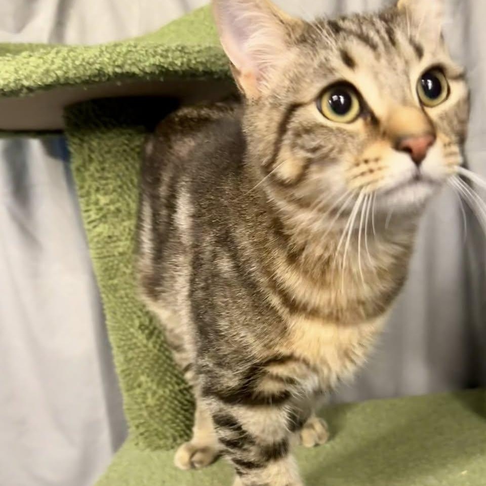 Clothesline , a ADOPTABLE Domestic Short Hair in Alexandria, IN image 4/6