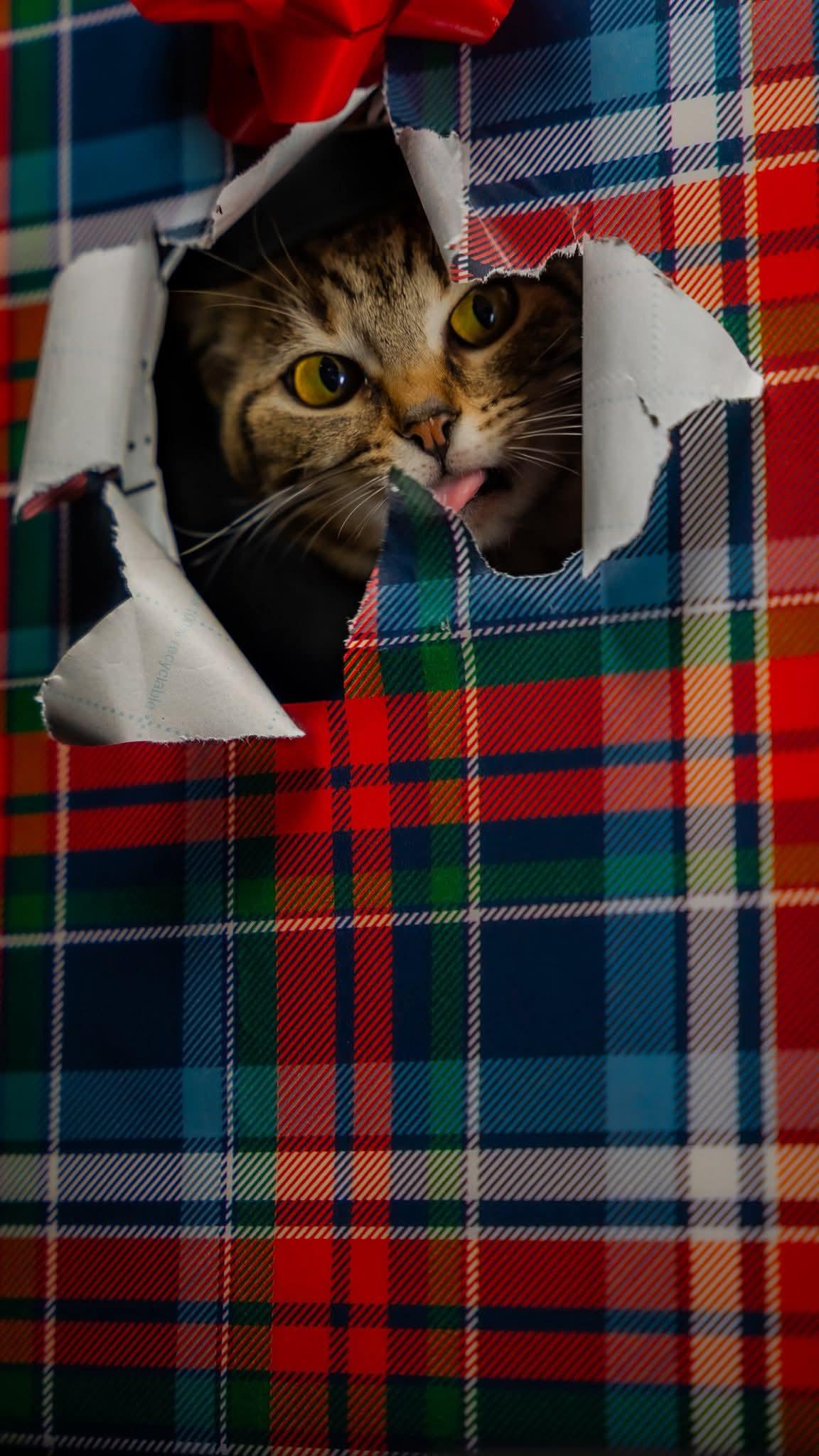 Enlarge Clothesline , a ADOPTABLE Domestic Short Hair in Alexandria, IN image 1/2