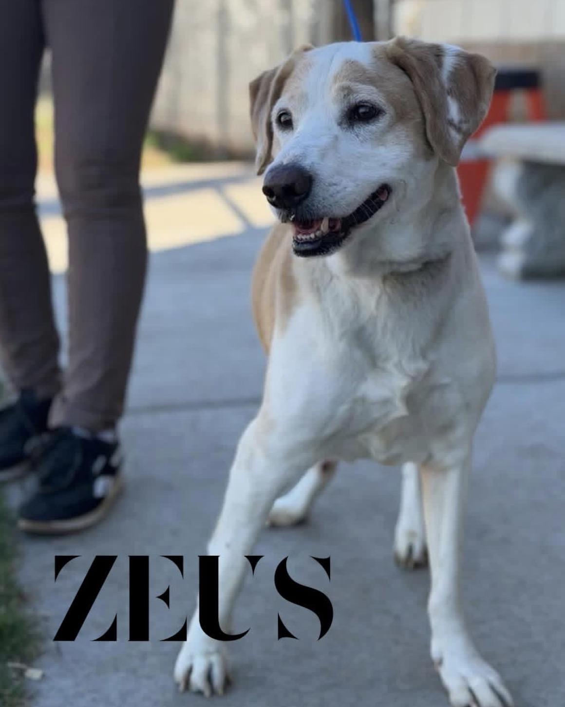 Zeus , ADOPTABLE, Senior Male Golden Retriever & Australian Cattle Dog / Blue Heeler.