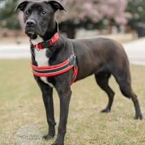 Enlarge Bagel, a Adoptable mixed breed in Northport, AL image 2/4