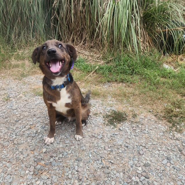 Enlarge Redford, a ADOPTABLE mixed breed in Manhasset, NY image 2/4
