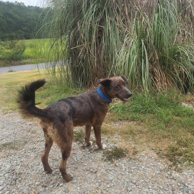 Redford, ADOPTABLE, Young Male Catahoula Leopard Dog.