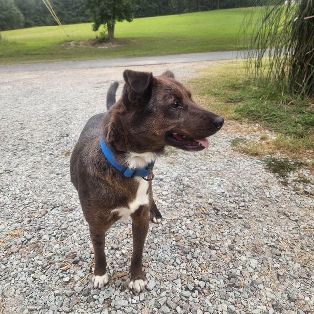 Enlarge Redford, a ADOPTABLE mixed breed in Manhasset, NY image 4/4