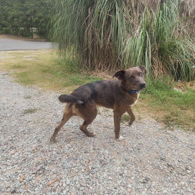 Enlarge Redford, a ADOPTABLE mixed breed in Manhasset, NY image 3/4