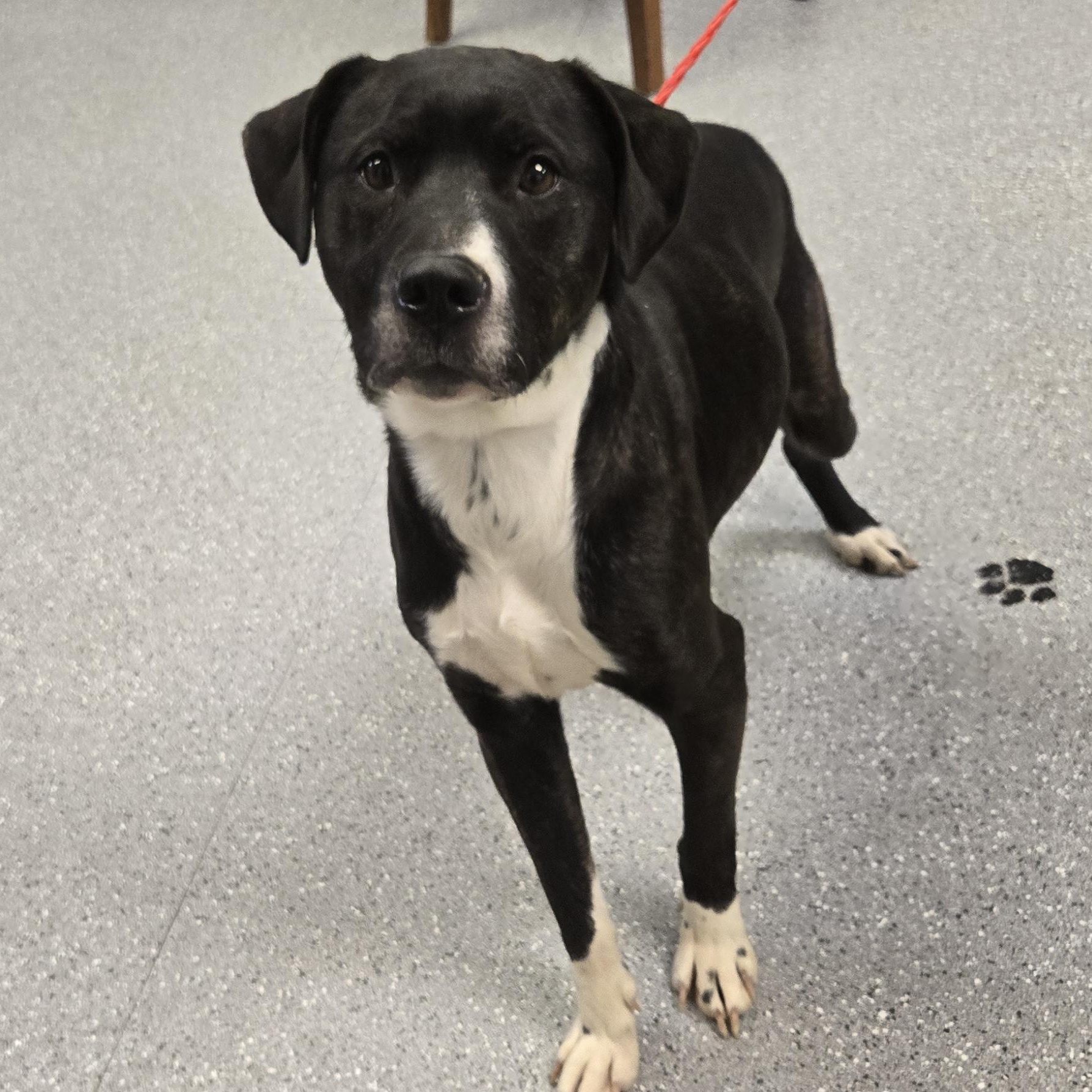 Enlarge Dottie, a ADOPTABLE mixed breed in Watertown, NY image 2/2