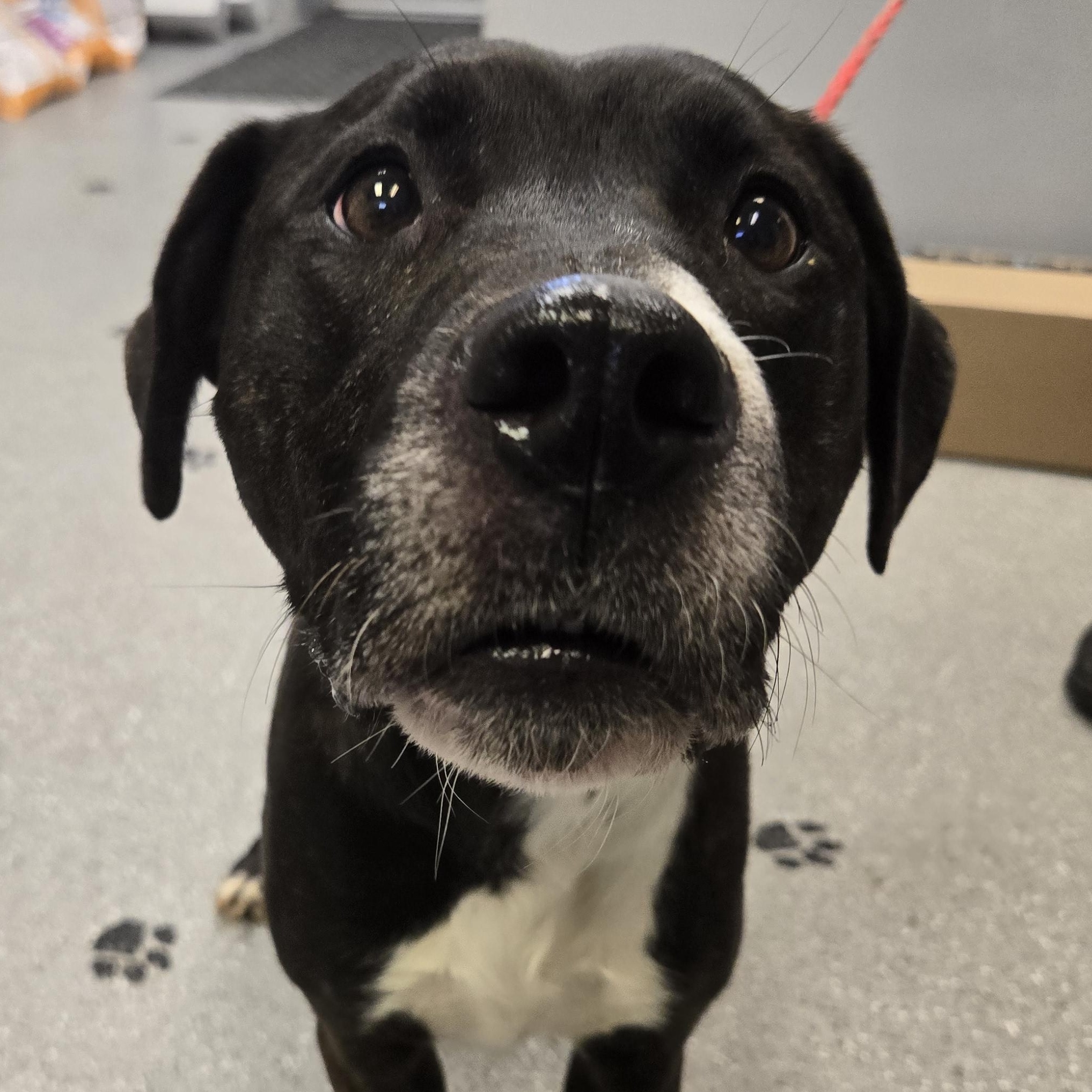 Enlarge Dottie, a ADOPTABLE mixed breed in Watertown, NY image 1/2