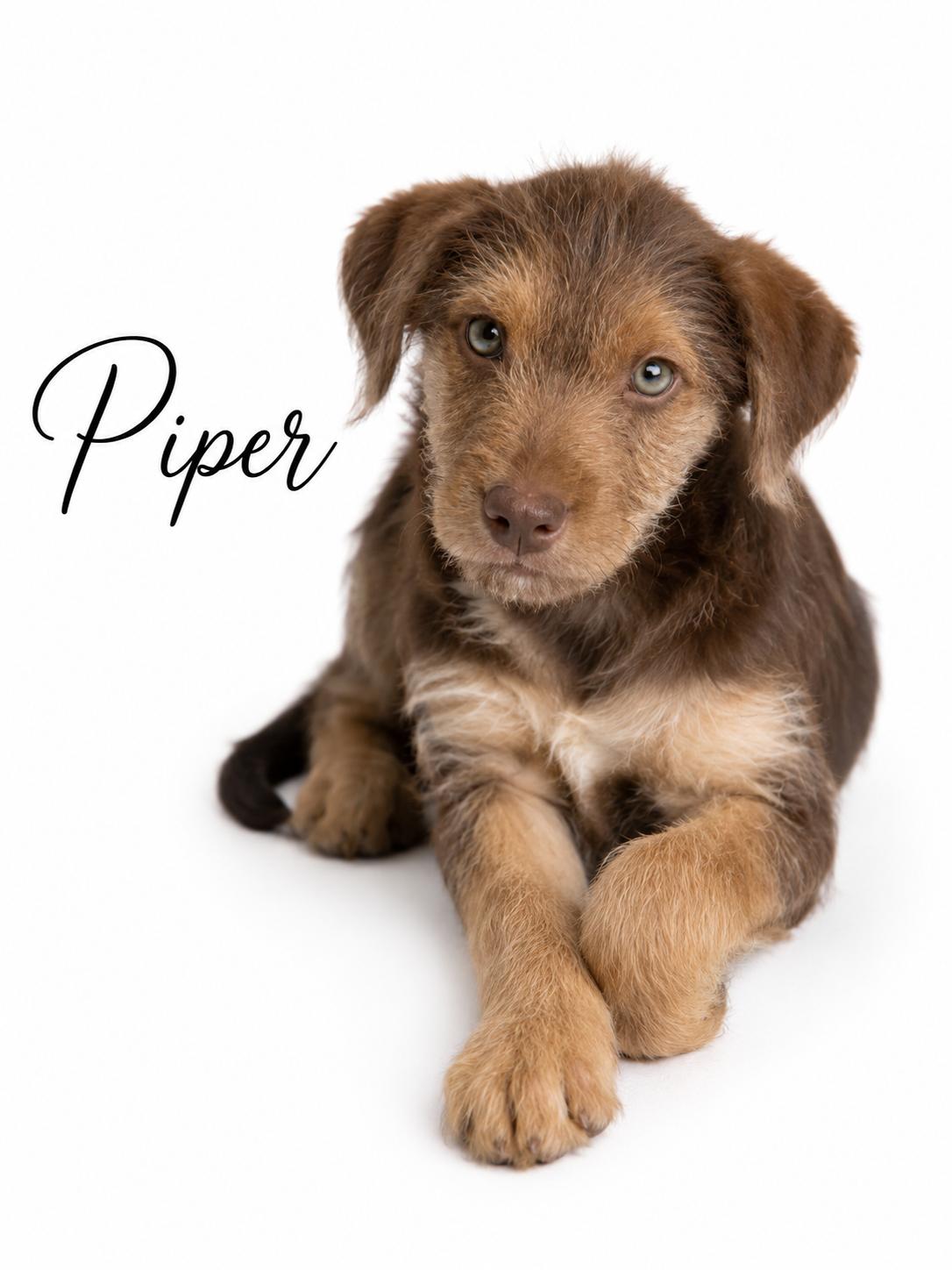 Enlarge Piper, a ADOPTABLE mixed breed in SYLVANIA, GA image 1/1