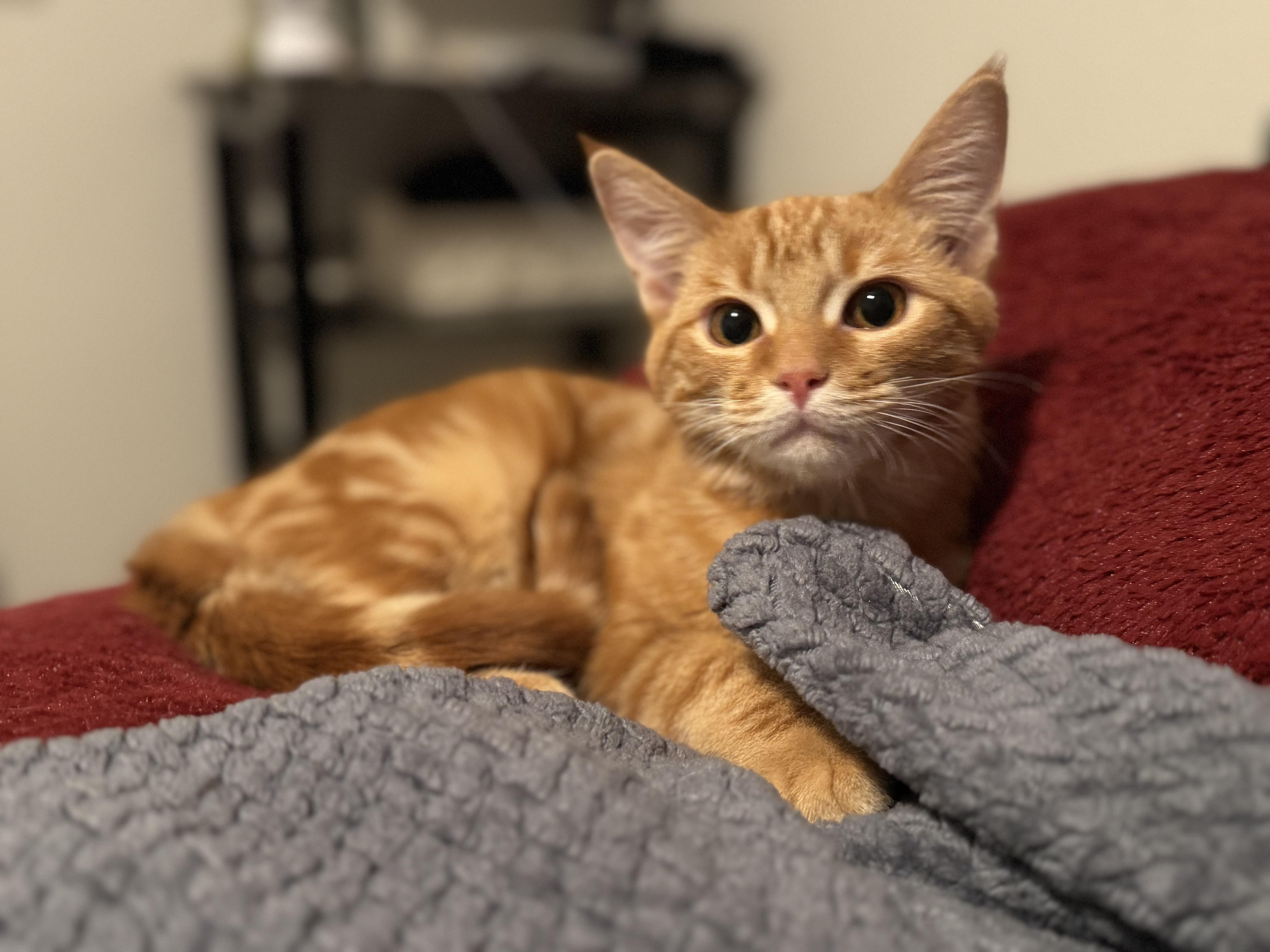 Enlarge Oliver, a ADOPTABLE Domestic Short Hair in queen creek, AZ image 1/4