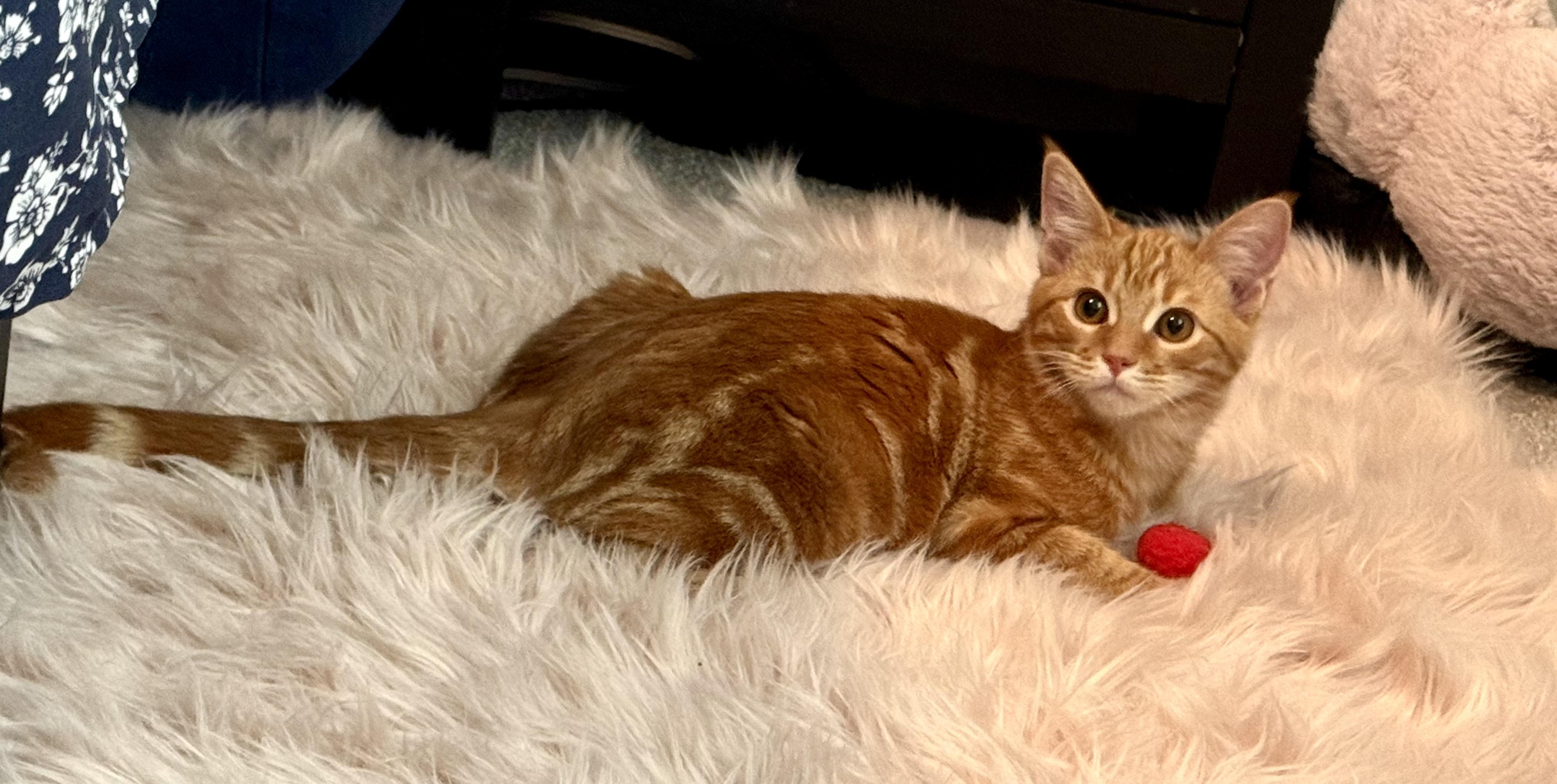 Enlarge Oliver, a ADOPTABLE Domestic Short Hair in queen creek, AZ image 2/4