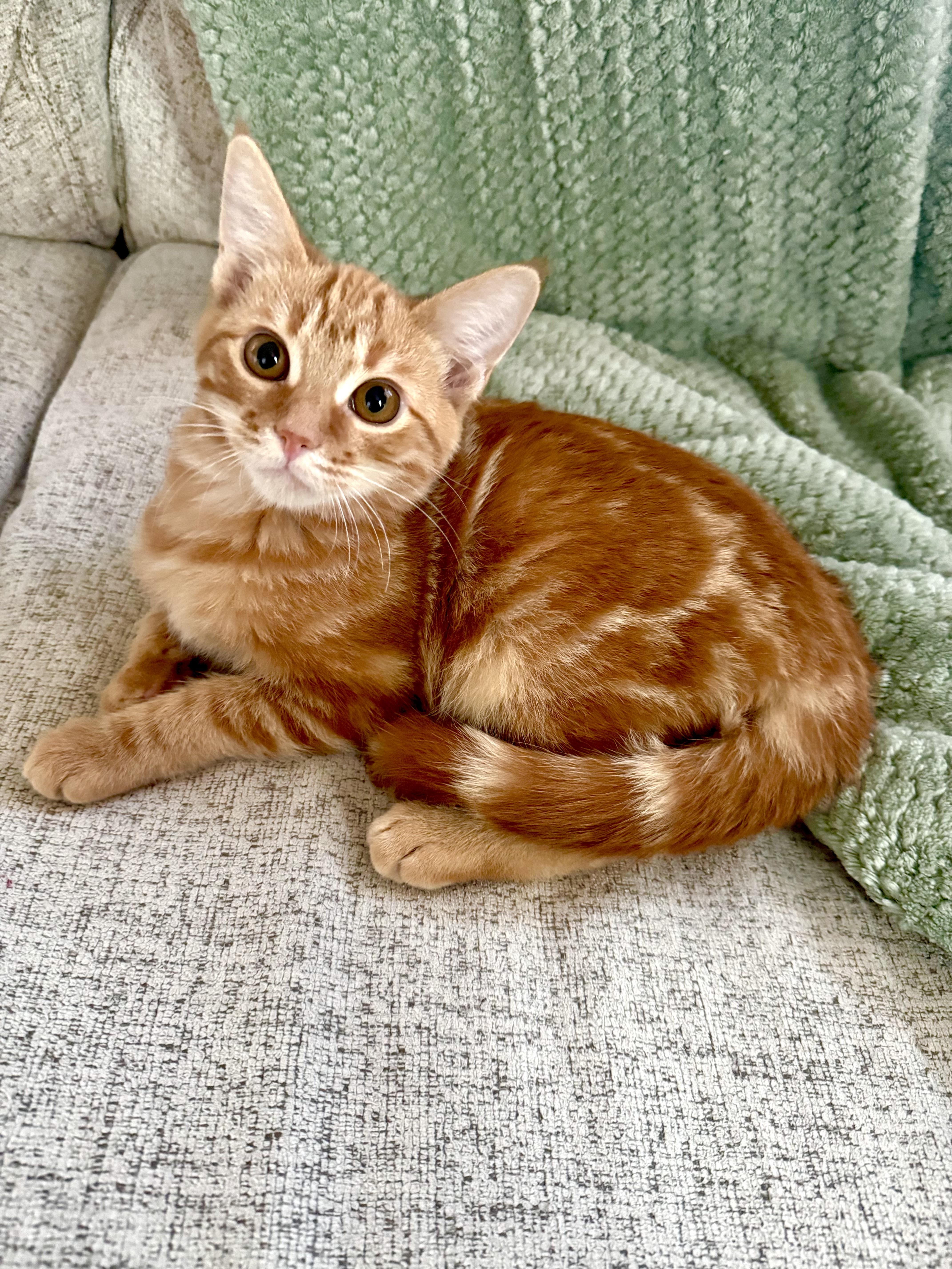 Enlarge Oliver, a ADOPTABLE Domestic Short Hair in queen creek, AZ image 3/4