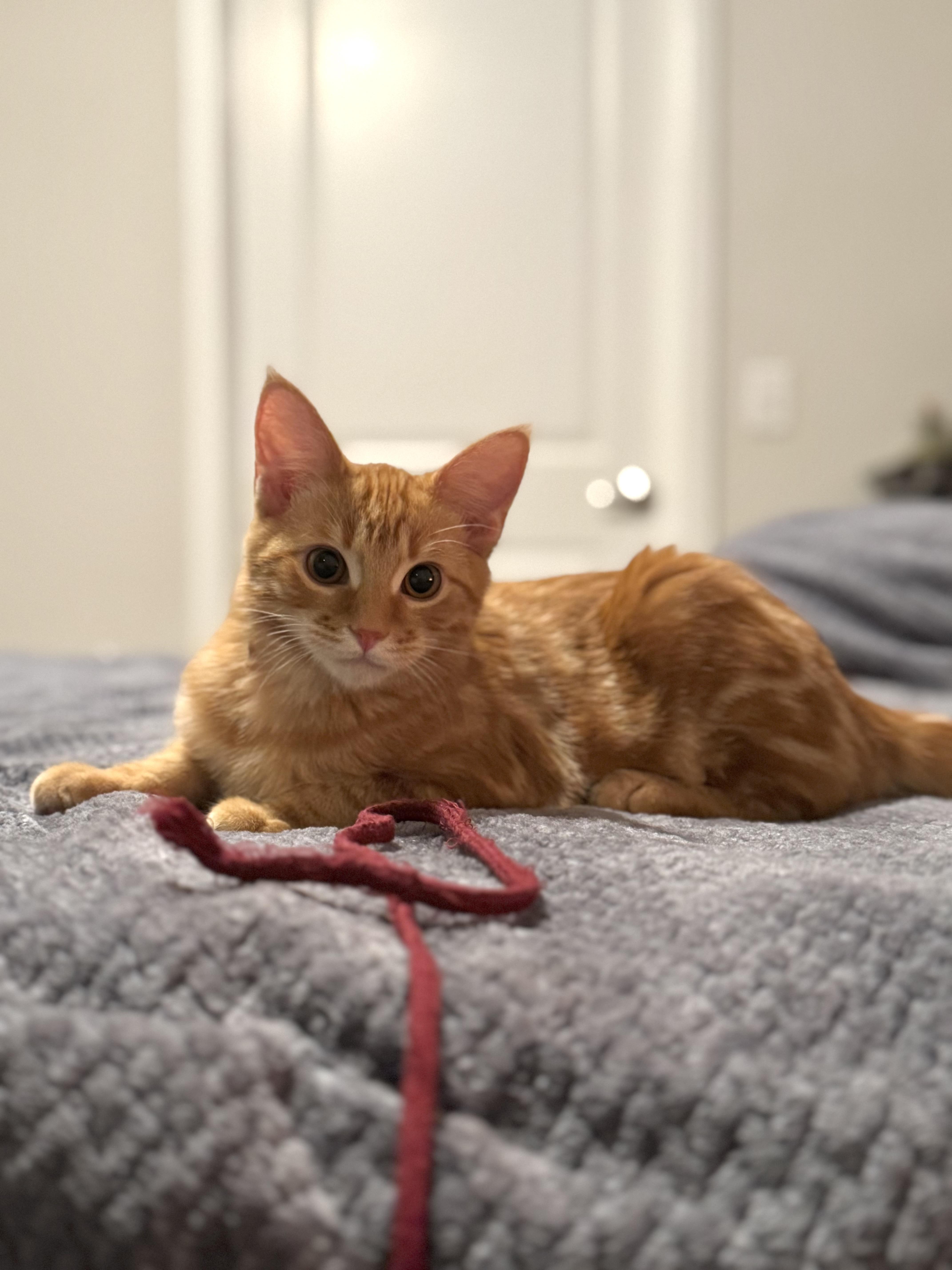 Enlarge Oliver, a ADOPTABLE Domestic Short Hair in queen creek, AZ image 4/4