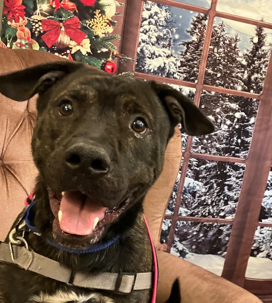 Copper, Adoptable, Young Male Australian Shepherd & Pit Bull Terrier.