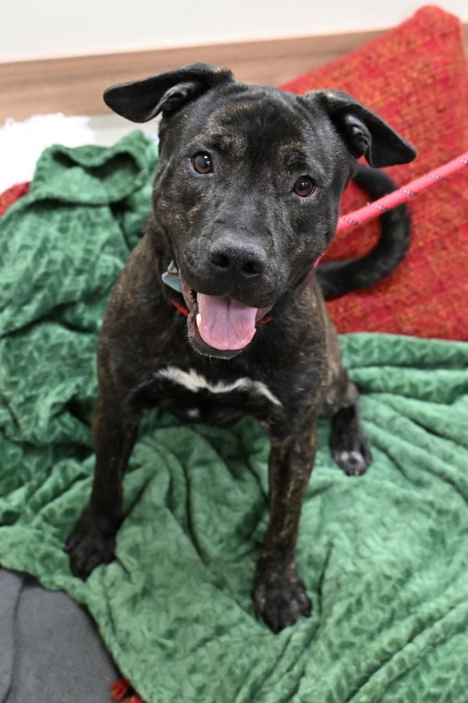 Copper, a Adoptable mixed breed in Christiansburg, VA image 2/2