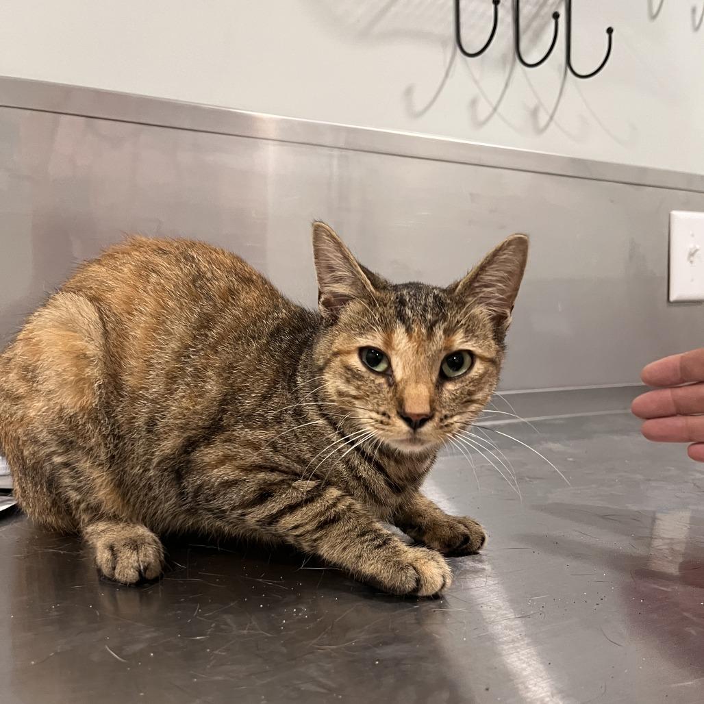 Melissa McCall, Adoptable, Young Female Domestic Short Hair & Domestic Short Hair.