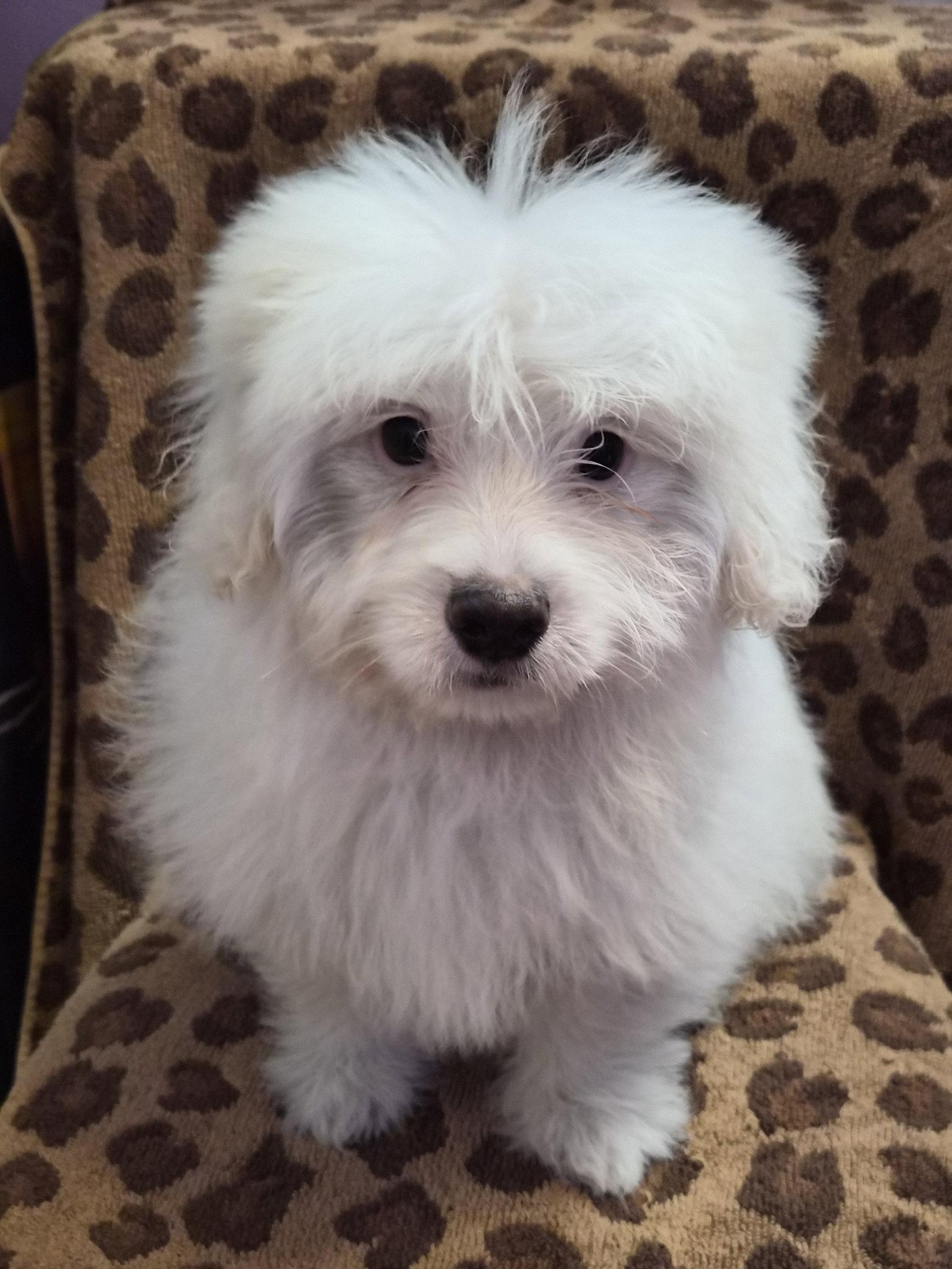 Enlarge Bear, a Adopted mixed breed in Phelan, CA image 1/1