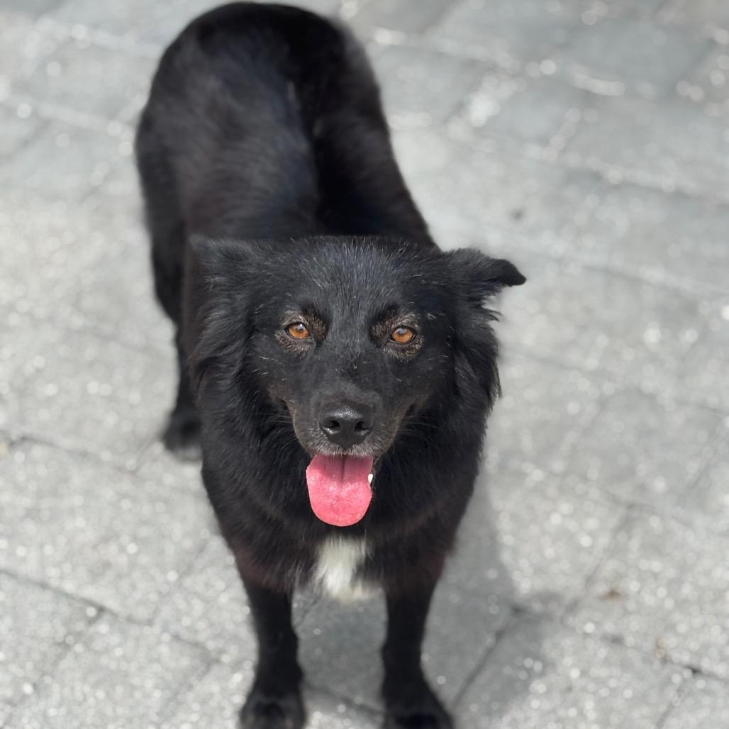 MEADOW JUNIOR, Adoptable, Adult Female Australian Shepherd & Australian Shepherd.