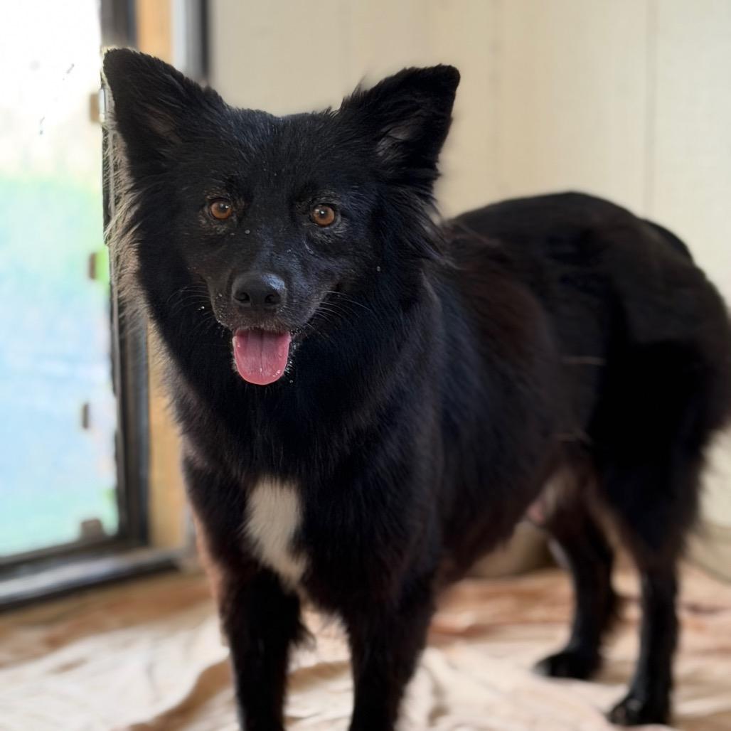 Enlarge MEADOW JUNIOR, a Adoptable mixed breed in Wellington, FL image 2/5
