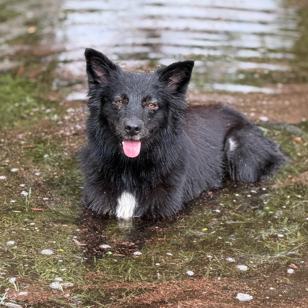Enlarge MEADOW JUNIOR, a Adoptable mixed breed in Wellington, FL image 3/5