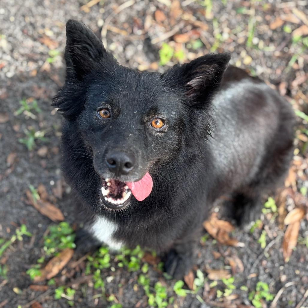 Enlarge MEADOW JUNIOR, a Adoptable mixed breed in Wellington, FL image 4/5